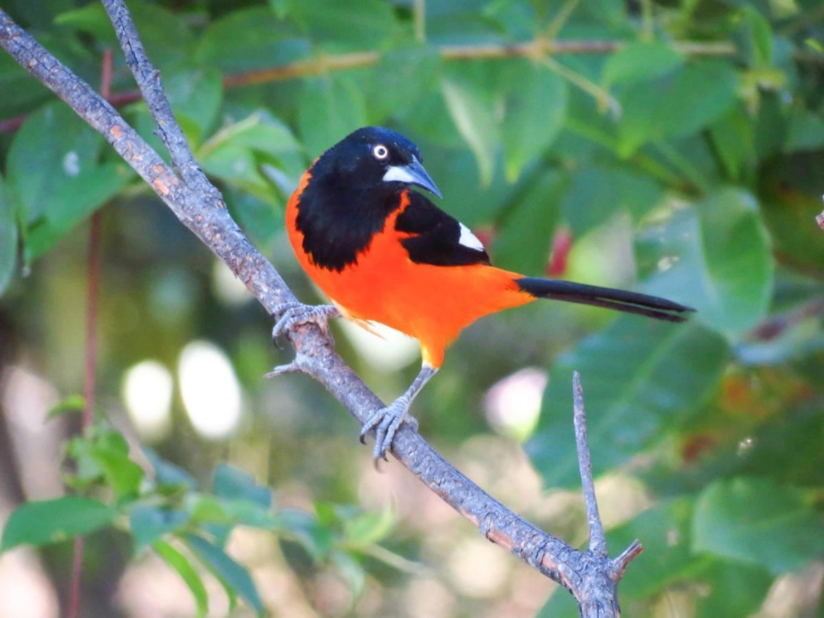 Southwild Pantanal LodgePixaim エクステリア 写真