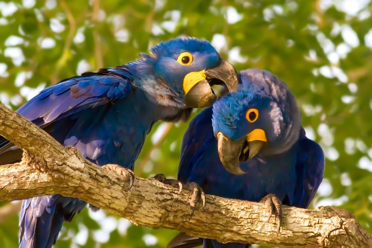 Southwild Pantanal LodgePixaim エクステリア 写真