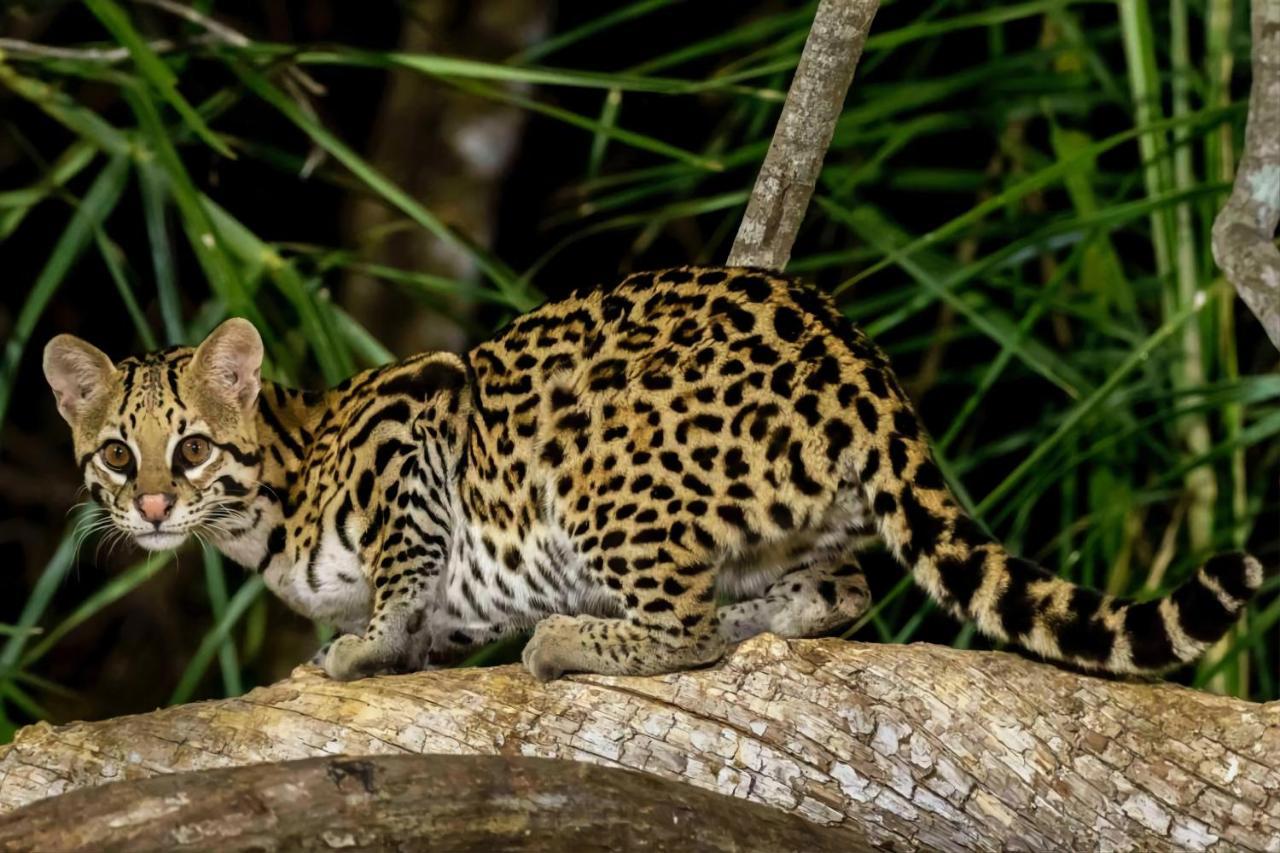 Southwild Pantanal LodgePixaim エクステリア 写真