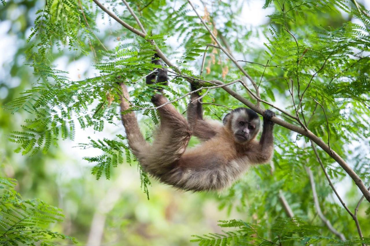 Southwild Pantanal LodgePixaim エクステリア 写真