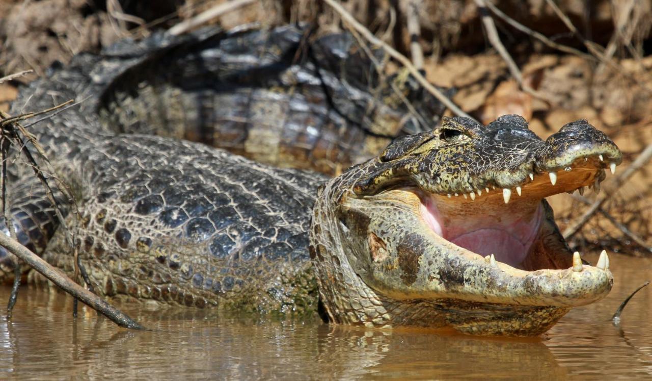 Southwild Pantanal LodgePixaim エクステリア 写真