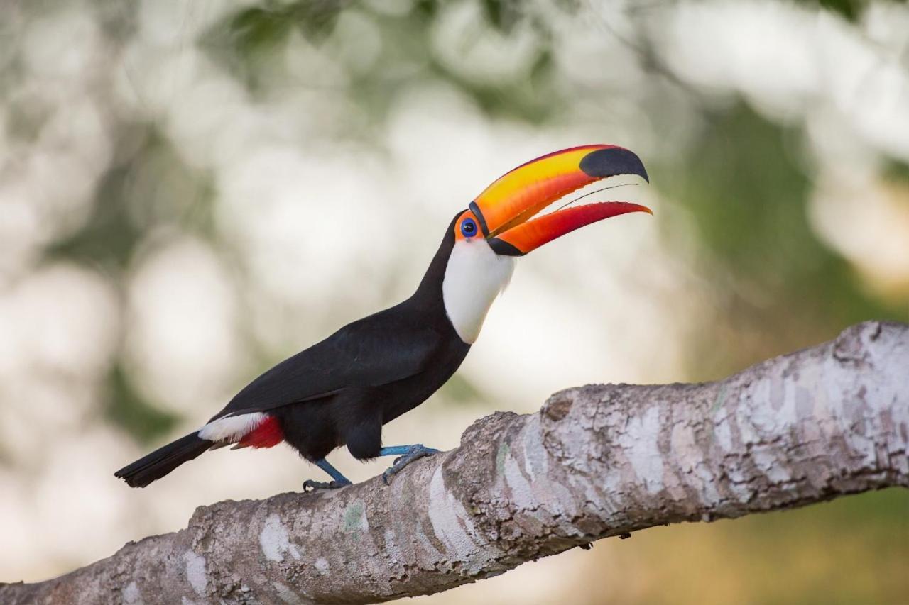 Southwild Pantanal LodgePixaim エクステリア 写真