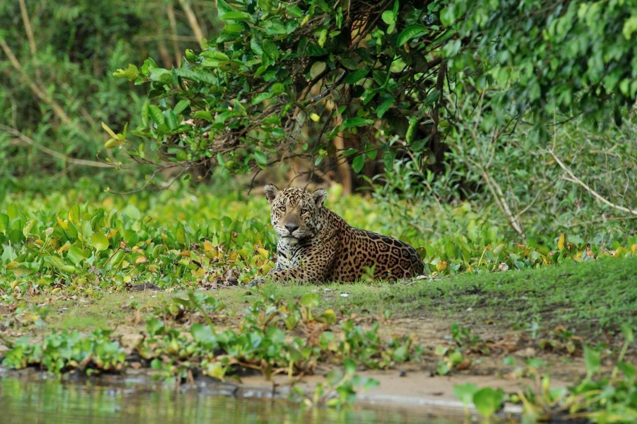 Southwild Pantanal LodgePixaim エクステリア 写真