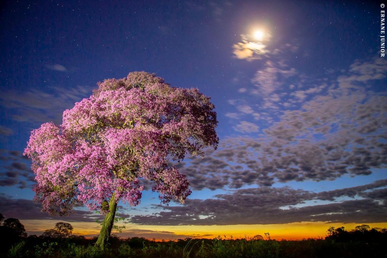 Southwild Pantanal LodgePixaim エクステリア 写真