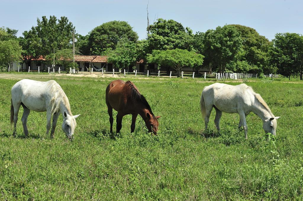 Southwild Pantanal LodgePixaim エクステリア 写真