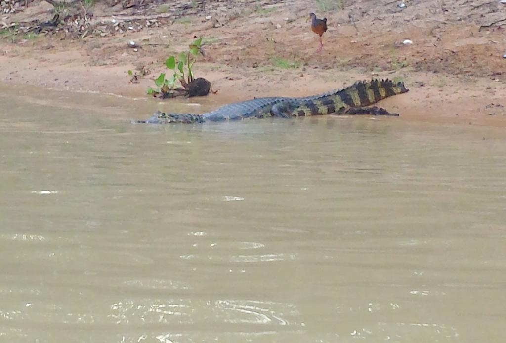 Southwild Pantanal LodgePixaim エクステリア 写真