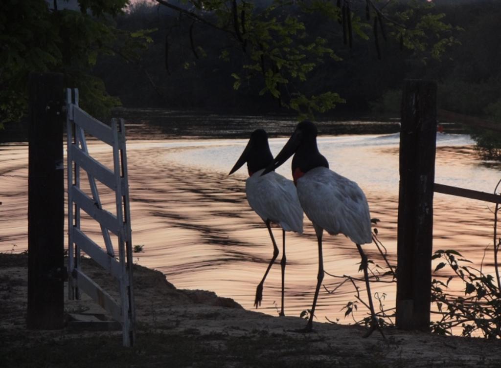 Southwild Pantanal LodgePixaim エクステリア 写真